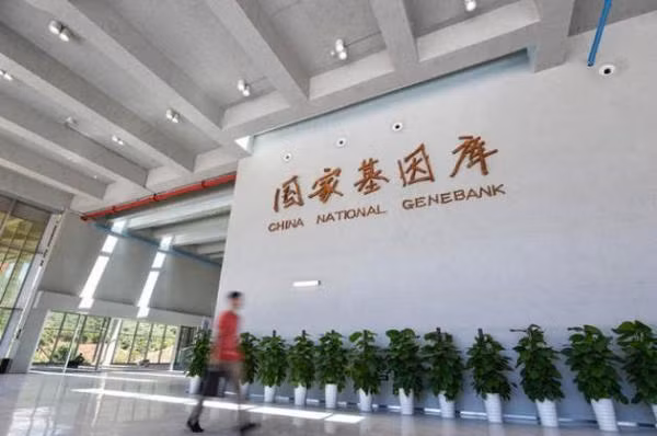 Ngân hàng gene Quốc gia Trung Quốc (Ảnh: Thepaper). Ngân hàng gene Quốc gia Trung Quốc (Ảnh: Thepaper).