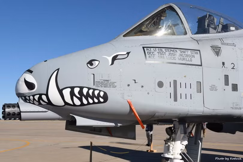 Đầu của A-10 thường được vẽ hình Lợn Lòi (Ảnh: USAirforce). Đầu của A-10 thường được vẽ hình Lợn Lòi (Ảnh: USAirforce).