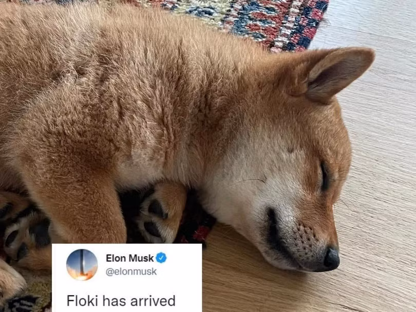 Hình ảnh chú chó Floki của Elon Musk Hình ảnh chú chó Floki của Elon Musk