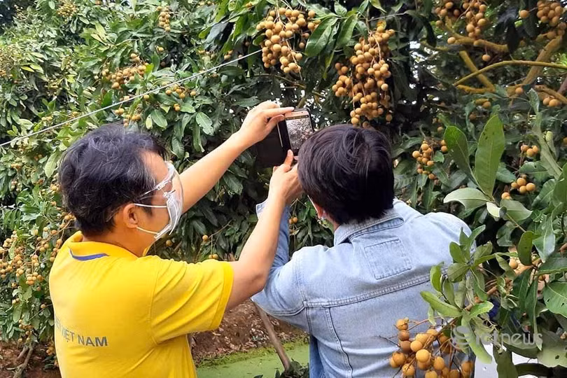 Bên cạnh trực tiếp "cầm tay chỉ việc", nhân viên các sàn TMĐT còn tận dụng các kênh online để hướng dẫn các hộ nông dân. Bên cạnh trực tiếp "cầm tay chỉ việc", nhân viên các sàn TMĐT còn tận dụng các kênh online để hướng dẫn các hộ nông dân.