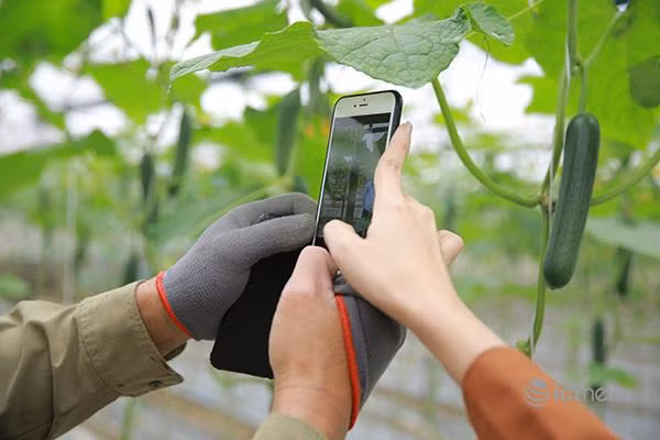 Nông nghiệp là một trong lĩnh vực được ưu tiên trong kế hoạch hỗ trợ chuyển đổi số