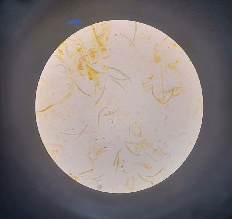 z5962595695185_aaf2d448511eeb5bbc2fa4c8f726101a.jpg