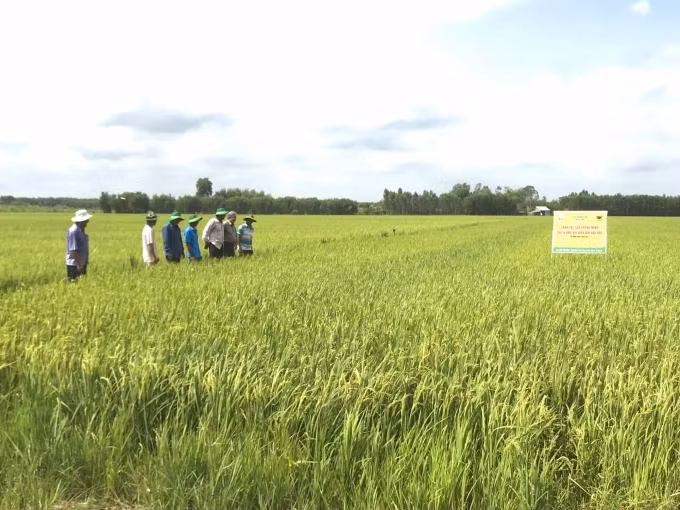 Canh tác lúa thông minh, tiền đề cho chuyển đổi số nông nghiệp ảnh 4 Canh tác lúa thông minh, tiền đề cho chuyển đổi số nông nghiệp ảnh 4