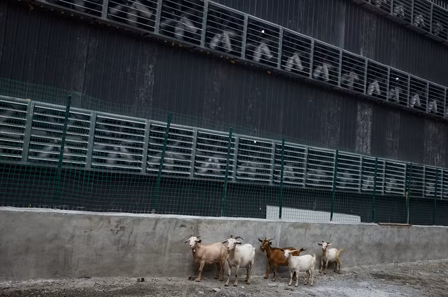 Hình 14: Những chú dê của khu làng kế bên đang đi lang thang gần các dãy quạt tản nhiện của mỏ cày.