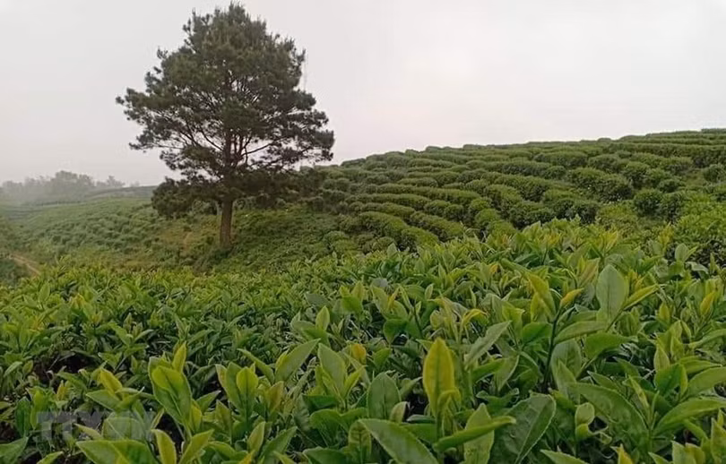Khoa học công nghệ góp phần tăng năng lực cạnh tranh ngành nông nghiệp ảnh 1 Khoa học công nghệ góp phần tăng năng lực cạnh tranh ngành nông nghiệp ảnh 1