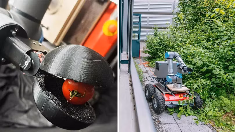 Robot thu hoạch cà chua do Chat GPT thiết kế đến chi tiết. Ảnh minh họa Engineering Interesting. 