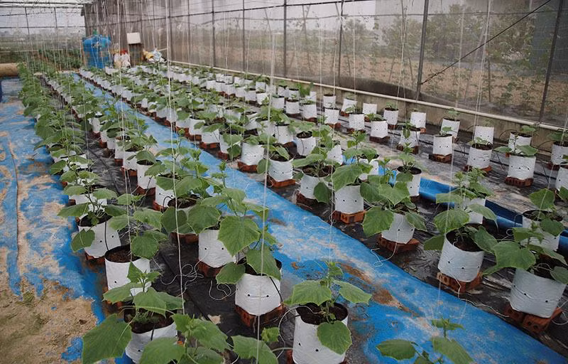 Cây trồng được tưới và chăm sóc theo tiêu chuẩn cao Cây trồng được tưới và chăm sóc theo tiêu chuẩn cao