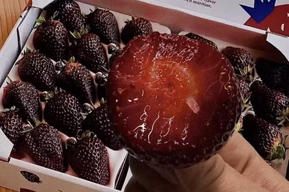 Dâu "Hắc trân châu" có màu đen đặc biệt và vị ngọt đặc biệt. Ảnh: OC.