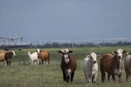 Đàn bò đang gặm cỏ trên một cánh đồng ở La Pryor, Texas, Mỹ vào ngày 6/6. Ảnh: Getty.