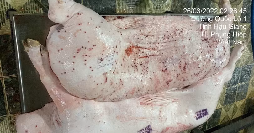 Nóng: Hình ảnh 'tố' heo bệnh tại C.P. Việt Nam là thật, được chụp tại cơ sở gia công