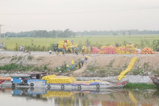 Các doanh nghiệp đang đẩy mạnh thu mua tạm trữ 1 triệu tấn lúa gạo theo chỉ đạo của Chính phủ