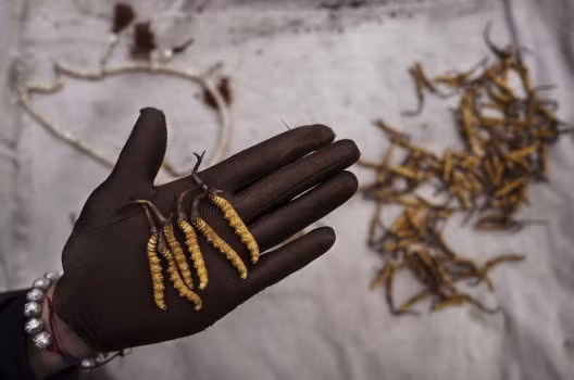 Dù chưa có con số chính thức về giá bán đông trùng hạ thảo, một số báo cáo cho thấy, loại nấm này có thể được bán với giá lên tới 50.000 USD/450gram.