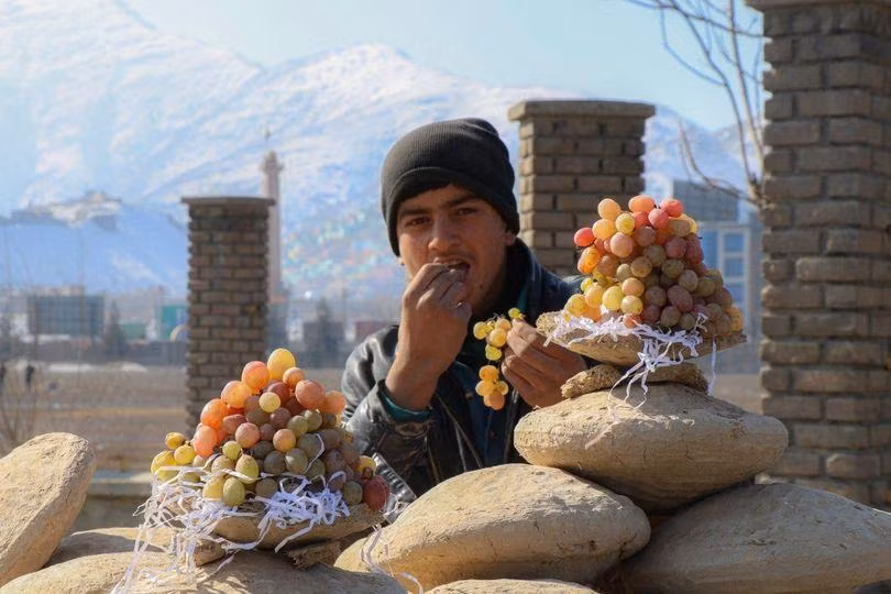 Người Afghanistan sử dụng phương pháp này để có thể bán nho kiếm thêm thu nhập vào mùa đông (Ảnh: OC) Người Afghanistan sử dụng phương pháp này để có thể bán nho kiếm thêm thu nhập vào mùa đông (Ảnh: OC)