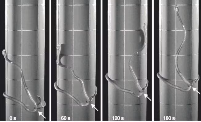Cách thức di chuyển mới giúp loài rắn có thể leo trèo ở những địa hình khó (Ảnh: Science Alert) Cách thức di chuyển mới giúp loài rắn có thể leo trèo ở những địa hình khó (Ảnh: Science Alert)