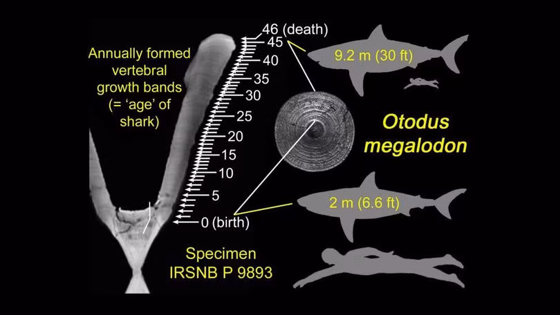 Ngay từ khi sinh ra cá mập Megalodon đã có kích thước bằng một cầu thủ bóng rổ chuyên nghiệp (Ảnh: Live Science) Ngay từ khi sinh ra cá mập Megalodon đã có kích thước bằng một cầu thủ bóng rổ chuyên nghiệp (Ảnh: Live Science)