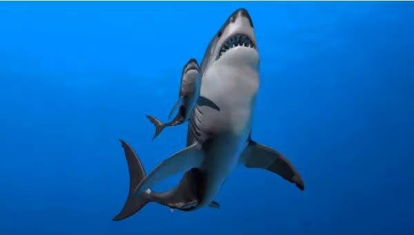 Cá mập Megalodon (Ảnh: Live Science)