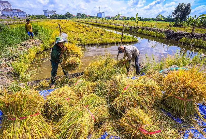 Thu hoạch lúa ở Hậu Giang. Ảnh: Lý Anh Lam