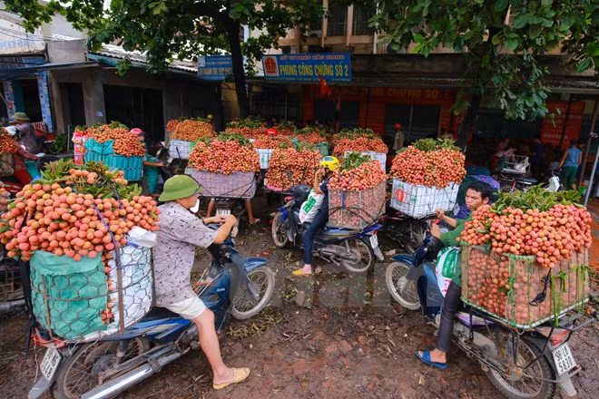 Nghi vấn gây tắc nghẽn thủ phủ vải Bắc Giang để ép giá thu mua ảnh 3