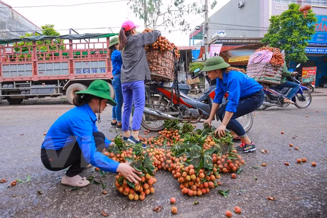 Nghi vấn gây tắc nghẽn thủ phủ vải Bắc Giang để ép giá thu mua ảnh 11