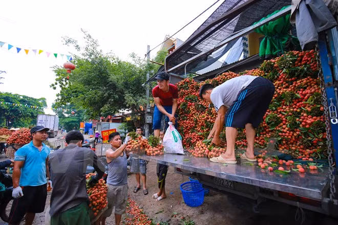 Nghi vấn gây tắc nghẽn thủ phủ vải Bắc Giang để ép giá thu mua ảnh 5