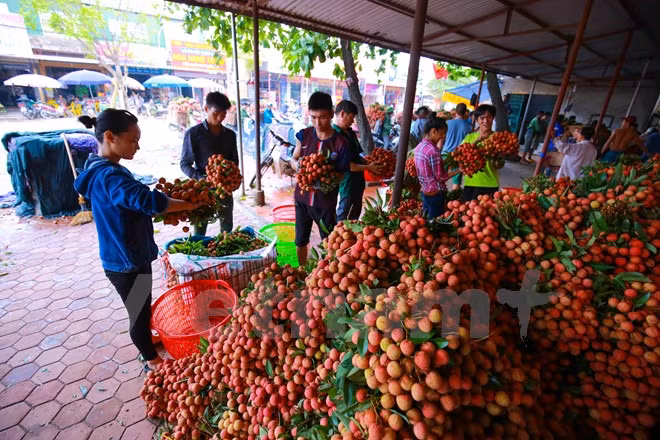 Nghi vấn gây tắc nghẽn thủ phủ vải Bắc Giang để ép giá thu mua ảnh 4