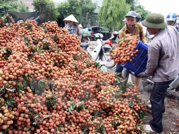 Việc mở rộng thị trường tiêu thụ vải sang các nước sẽ giúp giá vải ổn định hơn. Trong ảnh: thu hoạch vải tại Lục Ngạn, Bắc Giang