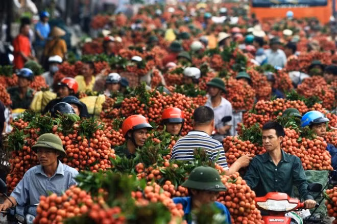 Mùa vải 2015: Bộ Công Thương sẽ làm gì?
