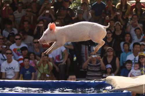 Một con lợn 5 tháng tuổi tên “Miss Piggy” từng lập kỷ lục Guinness tại một buổi trình diễn ở Australia khi thực hiện cú nhảy từ độ cao 3,31 mét xuống một hồ nước.