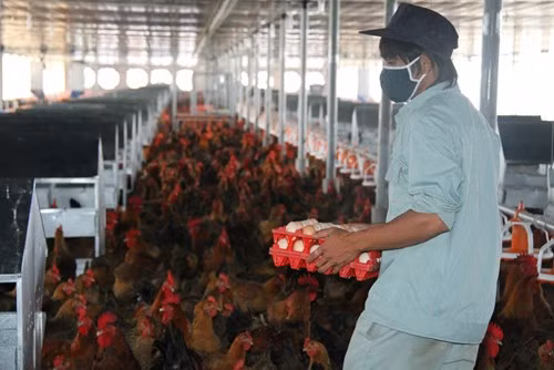 Người chăn nuôi đang gặp khó khăn vì giá thịt đùi gà nhập khẩu quá rẻ 