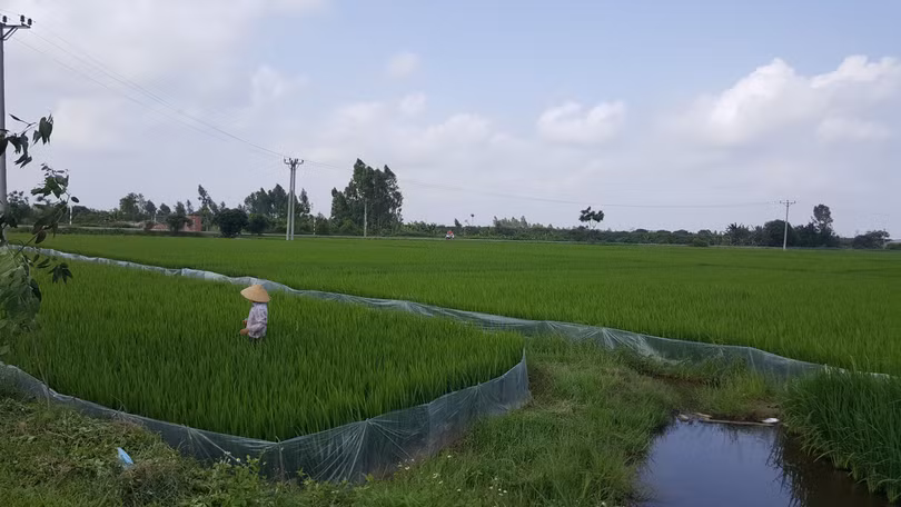 Ruộng đất được phân chia bình quân là đặc trưng của quản lý đất đai tại nông thôn Việt Nam. Ảnh: Quốc Dũng.