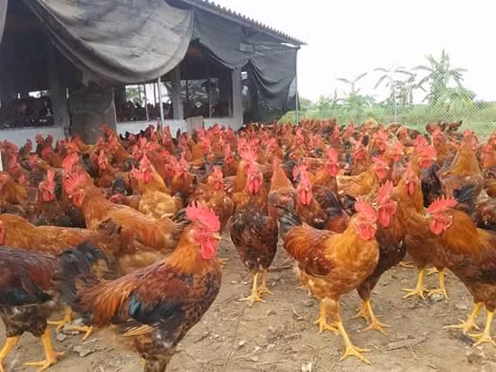 Tính về hiệu quả kinh tế trên diện tích, một khoảnh sân nhỏ hẹp như này nhờ nuôi gà lại có thu nhập tốt hơn những cánh đồng mẫu lớn, hay những trang trại tiền tỷ. Ảnh: Quốc Dũng