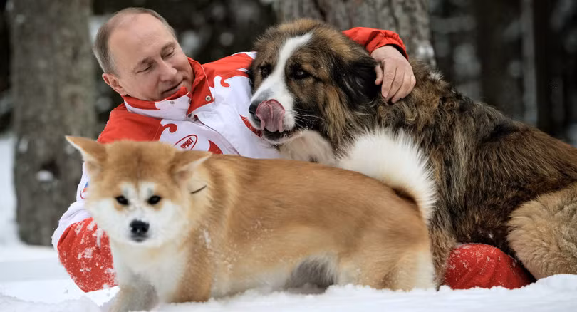 Báo Nga: Nhật Bản đang suy nghĩ lại việc tặng ông Putin con chó Akita Inu thứ hai.