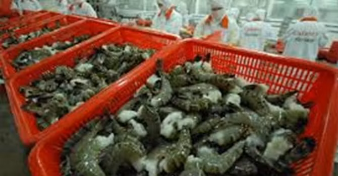Tôm Việt bị Mỹ từ chối vì nhiễm kháng sinh