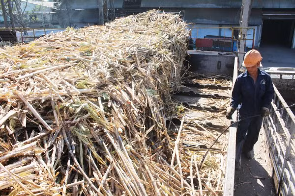 Công nhân tại một nhà máy sản xuất đường đang kiểm tra mía nguyên liệu trước khi đưa vào ép. 