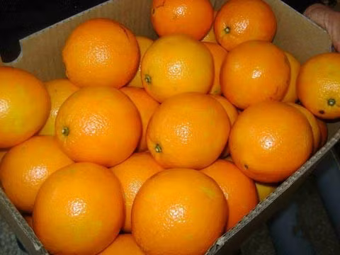 Cam Trung Quốc