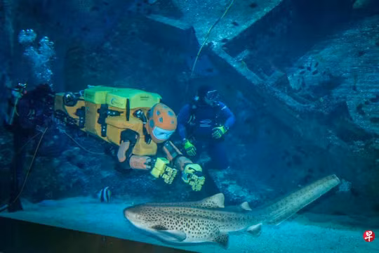 Robot OceanOneK cùng thợ lặn trình diễn tại Singapore Oceanarium, Ảnh: Zaobao.
