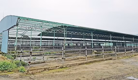 “Thông tin THACO tiếp quản dự án Chăn nuôi Bình Hà là không chính xác“ ảnh 4 Không chỉ con trai ông Trần Bắc Hà, 3 lãnh đạo của Chăn nuôi Bình Hà cũng đã bị khởi tố, bắt tạm giam