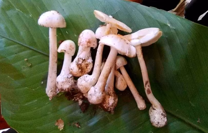Cây nấm độc mà gia đình 4 người ăn trong bữa trưa (Ảnh - BVCC) 