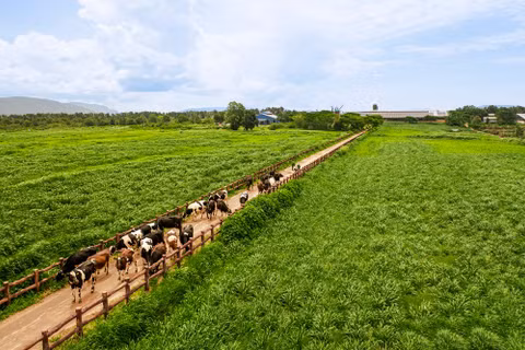 50 năm Vinamilk: Khi ''Đạt chuẩn'' chưa phải là điểm dừng