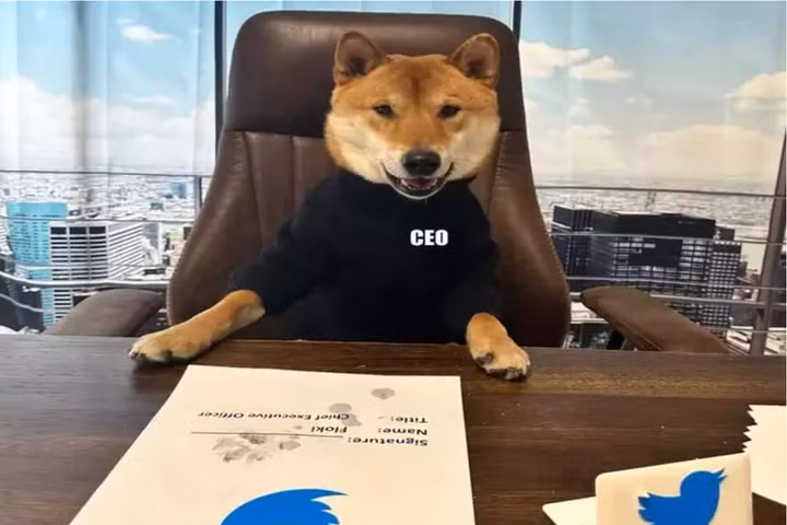 Elon Musk gọi đùa chó cưng của mình là CEO Twitter mới