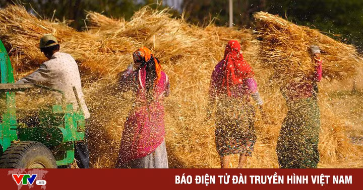 Làn sóng bảo hộ làm trầm trọng thêm khủng hoảng lương thực?