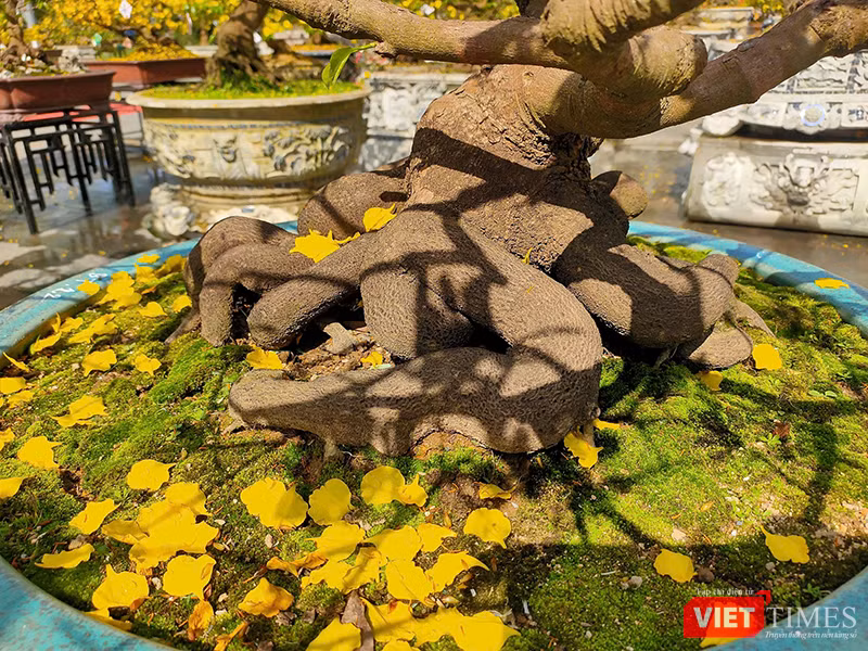 vt-mai-hue-8.png