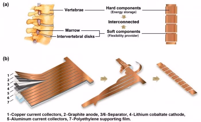 Pin có thể uốn cong như xương sống người: Tương lai mới cho các thiết bị thông minh? - Ảnh 1